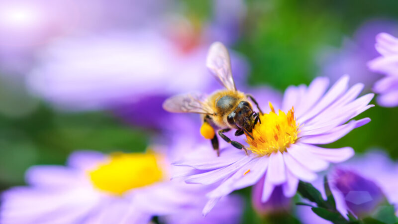 6 Ways Everyone Can Help the Bees